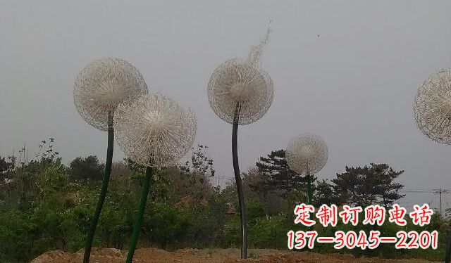 周口蒲公英的绚丽多彩