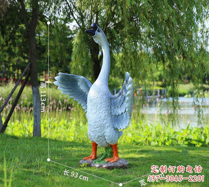 周口站立的灰色展翅天鹅